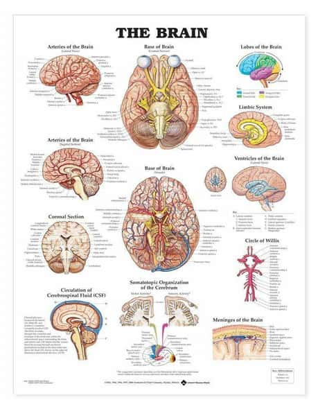 The Brain Laminated Anatomical Chart The Brain Laminated Anatomical Chart