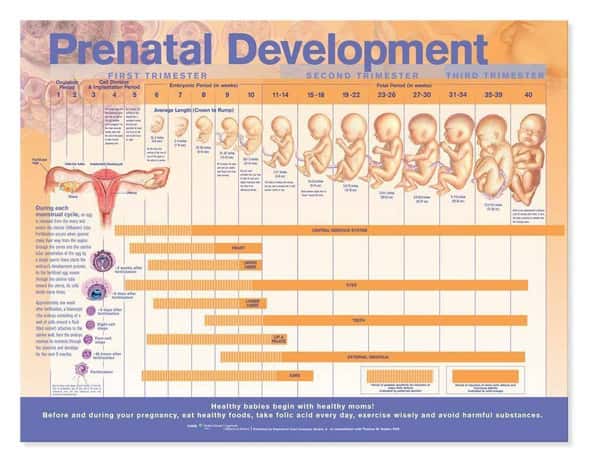 Prenatal Development Laminated Anatomical Chart Prenatal Development Laminated Anatomical Chart