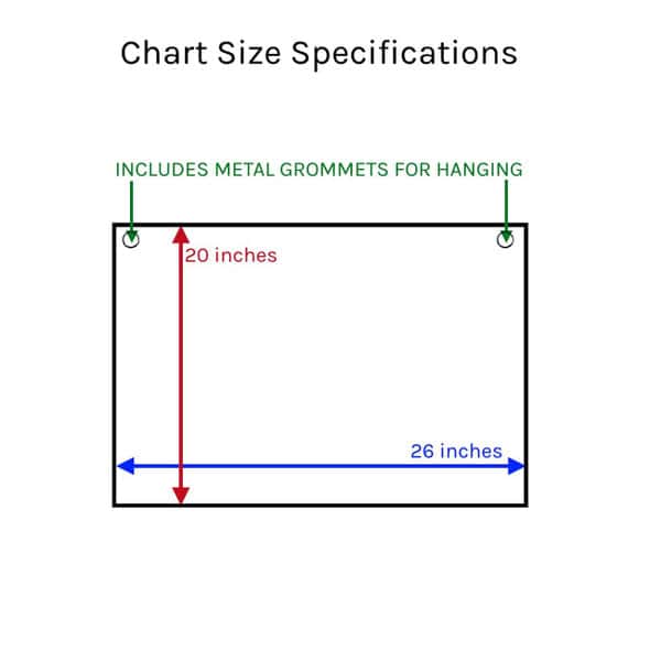 Prenatal Development Laminated Anatomical Chart Prenatal Development Laminated Anatomical Chart 1