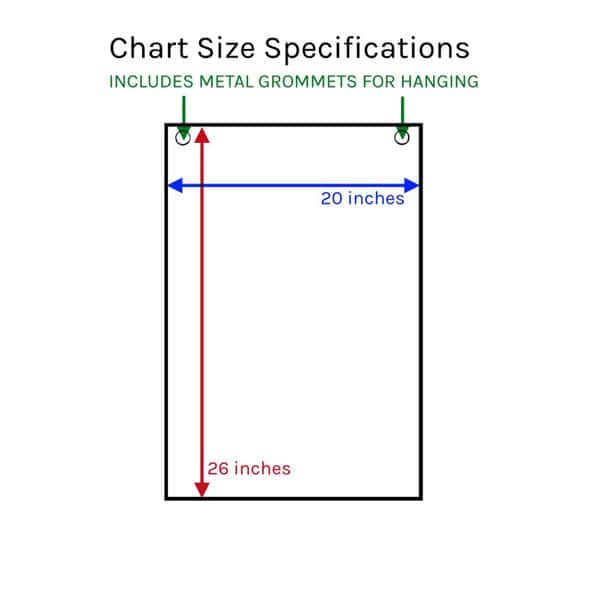 Anatomy Of The Heart Laminated Anatomical Chart - 3rd Edition Anatomy Of The Heart Laminated Anatomical Chart - 3rd Edition 1