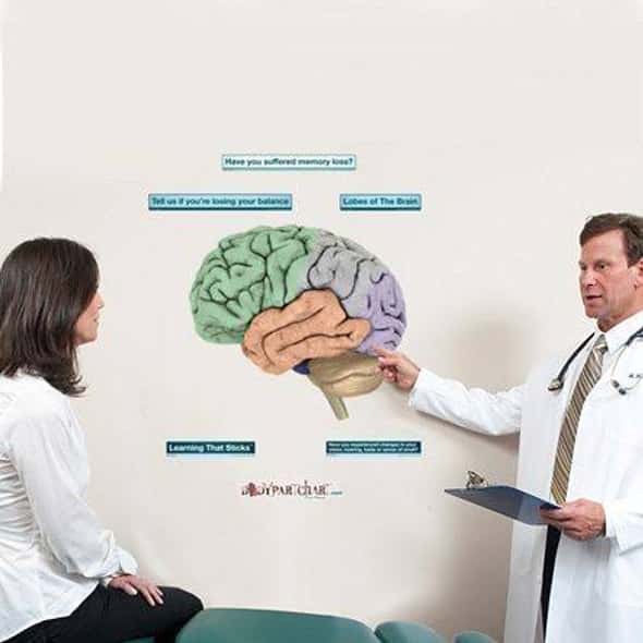 Brain Lobes Anatomy Dry-Erase Sticky Wall Chart Brain Lobes Anatomy Dry-Erase Sticky Wall Chart