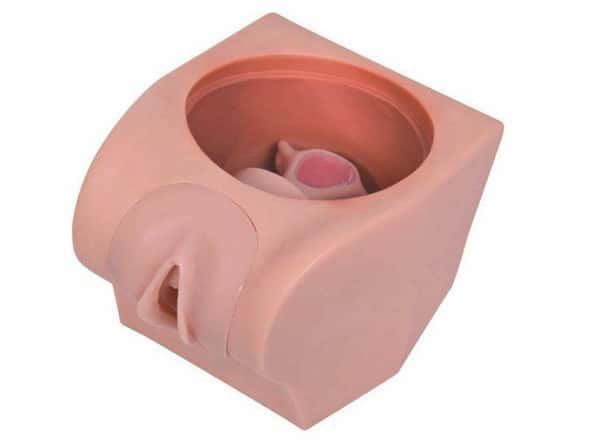 Anatomy Lab Female Contraception Model Anatomy Lab Female Contraception Model