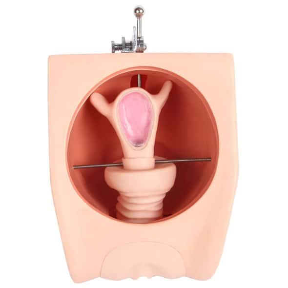 Anatomy Lab Female Contraception Model Anatomy Lab Female Contraception Model 1
