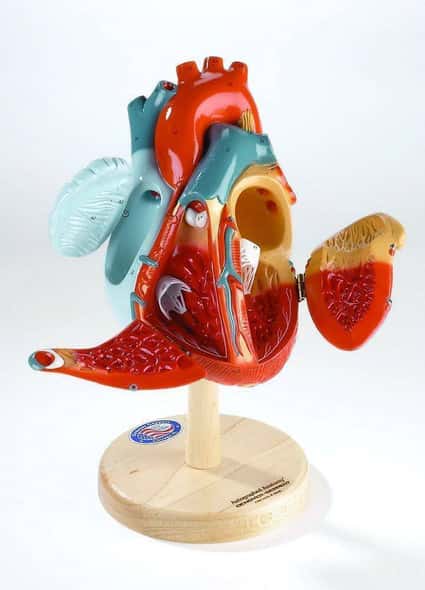 Giant Heart Of America Anatomy Model Giant Heart Of America Anatomy Model