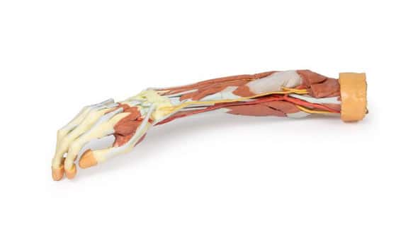 3D printed forearm and hand. Full view. Exposed veins, arteries, bones, and muscles. 3D printed forearm and hand. Full view. Exposed veins, arteries, bones, and muscles.