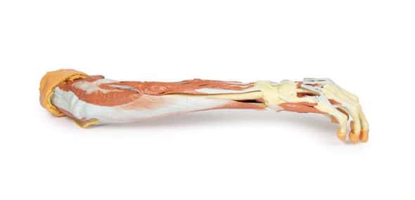 3D printed forearm and hand. Full view. Exposed veins, arteries, bones, and muscles. Side angle. 3D printed forearm and hand. Full view. Exposed veins, arteries, bones, and muscles. Side angle. 1