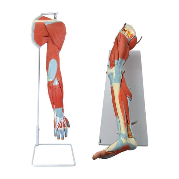 Axis Scientific Arm and Leg Musculature Anatomy Model Set Axis Scientific Arm and Leg Musculature Anatomy Model Set