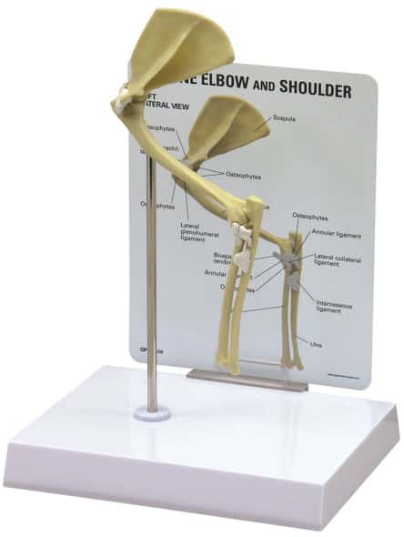 Feline Elbow and Shoulder Anatomy Model Feline Elbow and Shoulder Anatomy Model