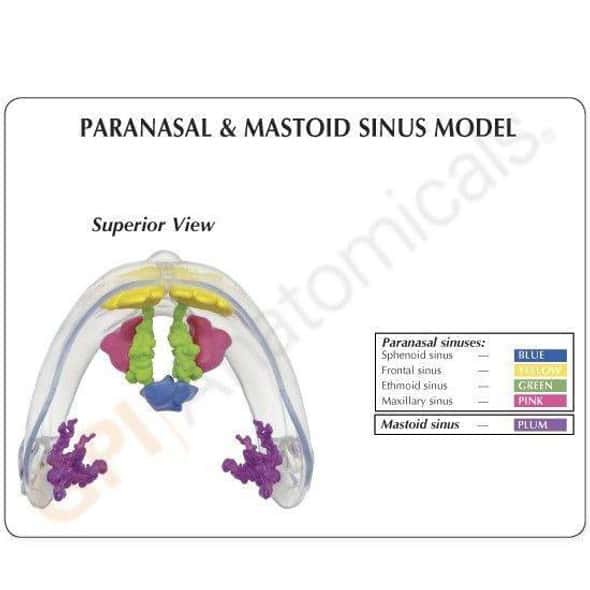Clear Full Sinus Anatomy Model Clear Full Sinus Anatomy Model