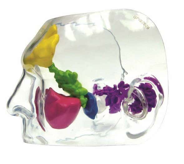Clear Full Sinus Anatomy Model Clear Full Sinus Anatomy Model