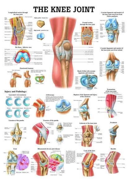 The Knee Joint Laminated Anatomy Chart The Knee Joint Laminated Anatomy Chart