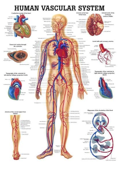 The Human Vascular System Laminated Anatomy Chart The Human Vascular System Laminated Anatomy Chart
