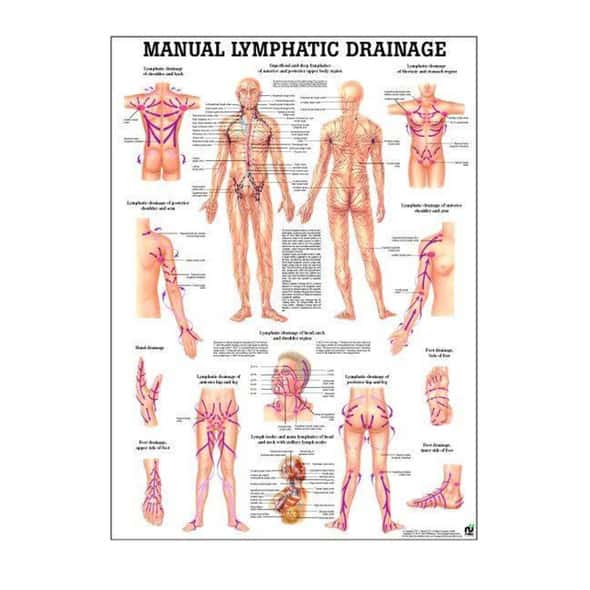 Lymphatic Drainage Laminated Anatomy Chart Lymphatic Drainage Laminated Anatomy Chart
