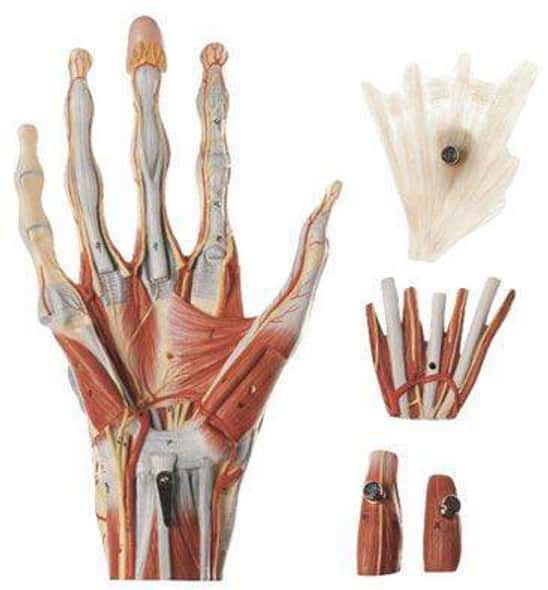 SOMSO Muscles of the Hand Premium Model SOMSO Muscles of the Hand Premium Model