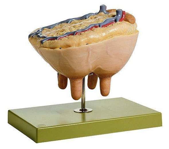 SOMSO Section through the Knee Joint Anatomy Model | Anatomy