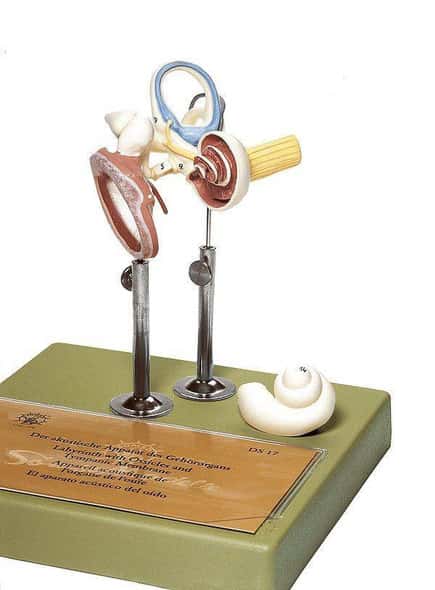 SOMSO Labyrinth with Ossicles and Tympanic Membrane SOMSO Labyrinth with Ossicles and Tympanic Membrane