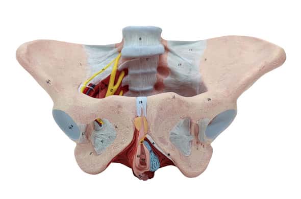 Axis Scientific Female Pelvic Floor with Muscles, Ligaments, and Nerves Anatomy Model Axis Scientific Female Pelvic Floor with Muscles, Ligaments, and Nerves Anatomy Model