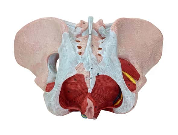 Axis Scientific Female Pelvic Floor with Muscles, Ligaments, and Nerves Anatomy Model Axis Scientific Female Pelvic Floor with Muscles, Ligaments, and Nerves Anatomy Model 1