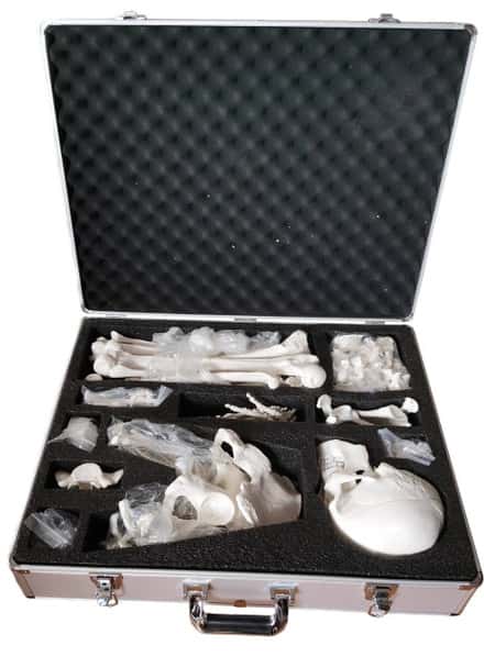 Axis Scientific Disarticulated Skeleton Storage Case