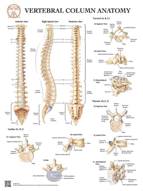 Anatomy of the Vertebrae and Vertebrae Types Laminated Wall Chart with Digital Download Code