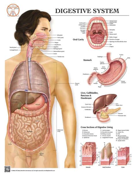 Anatomy of the Digestive System Laminated Wall Chart with Digital Download Code