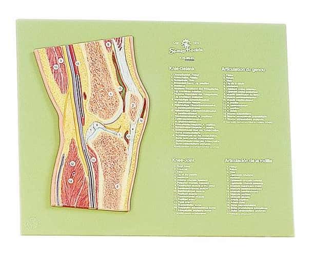SOMSO Section through the Knee Joint Anatomy Model