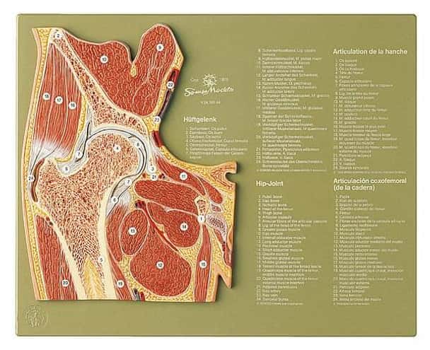 SOMSO Section through the Hip Joint Anatomy Model