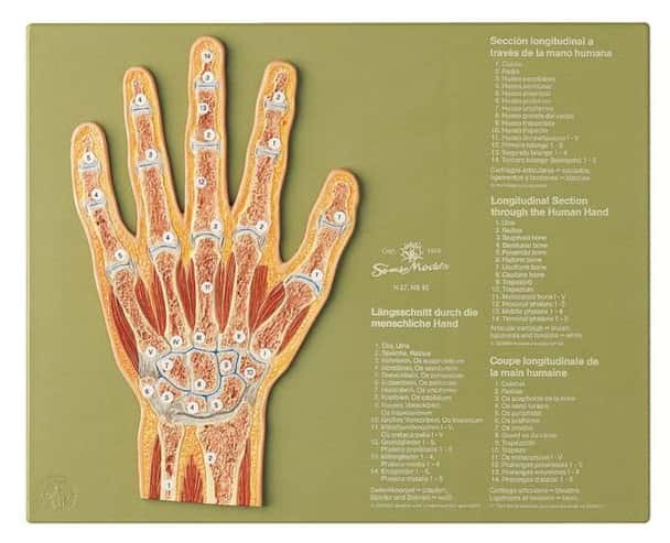 SOMSO Section through the Hand Anatomy Model