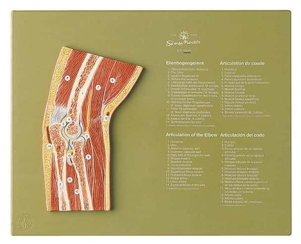 SOMSO Section through the Elbow Anatomy Model