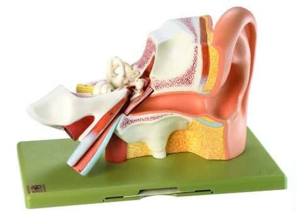 SOMSO 3-Part Enlarged Ear Anatomy Model