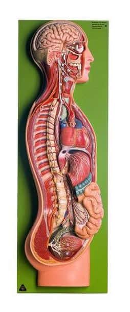 SOMSO Sympathetic Nervous System