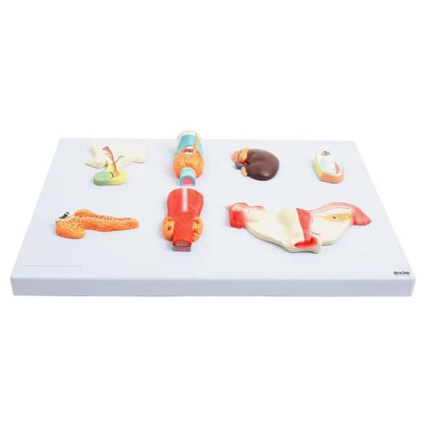 Axis Scientific Complete Endocrine Gland Set Anatomy Model