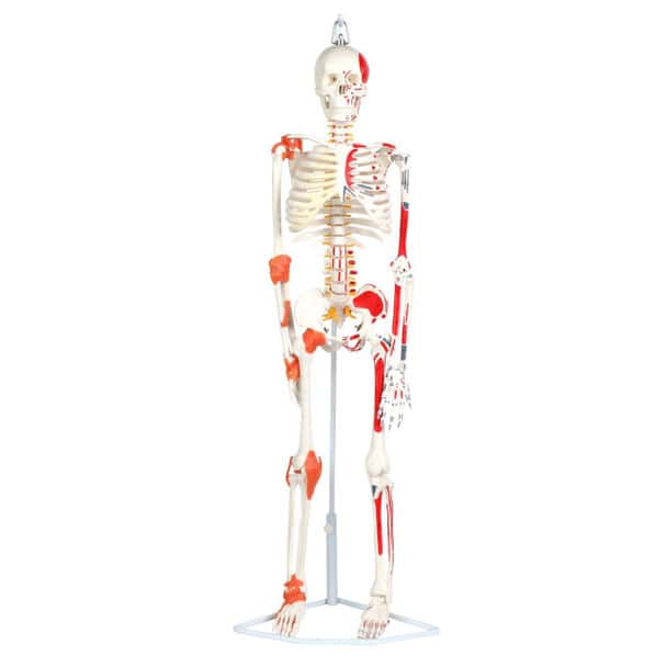 Anatomy Lab Miniature Human Skeleton Anatomy Model with Ligaments, Insertion Points and Flexible Vertebral Column