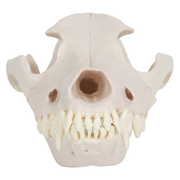 Axis Scientific Canine Skull with Articulating Jaw