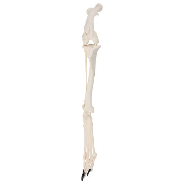 Axis Scientific Canine Hindlimb with Foot