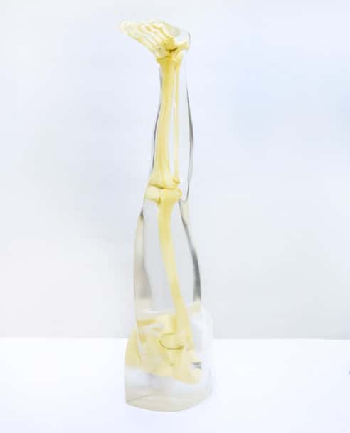 Anthropomorphic Complete Leg Phantom