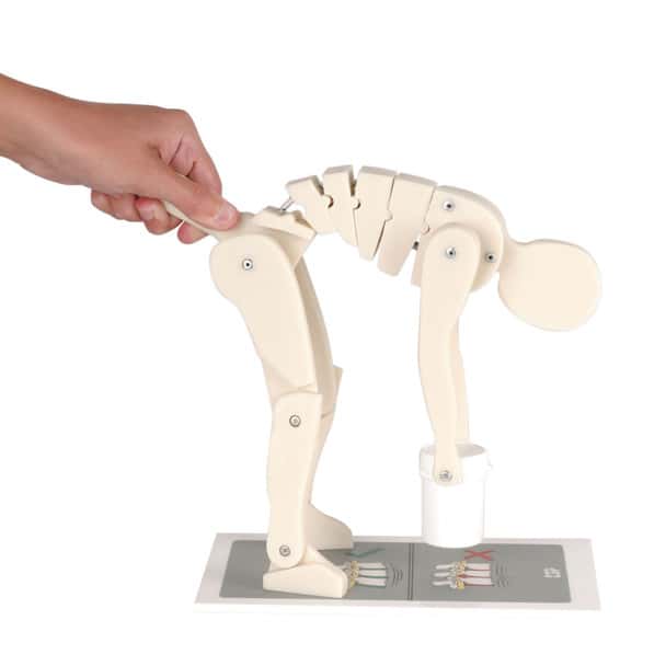 Lifting Demonstration Figure Model