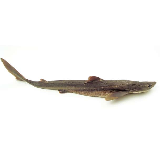 Anatomy Lab Dogfish Shark Specimen, 22-27 Inches, Vacuum Packed, Preserved Specimen for Dissection, Plain-Injected