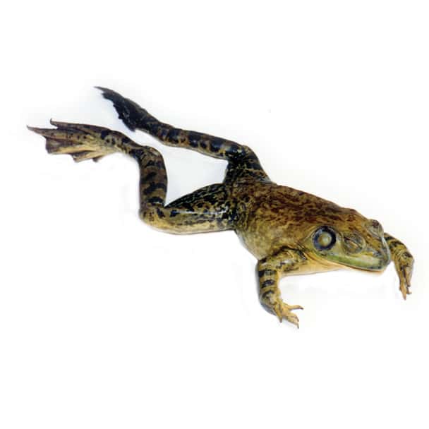 Anatomy Lab Bullfrog Specimen, 5-6 Inches, Vacuum Packed, Preserved Frog Specimen for Dissection