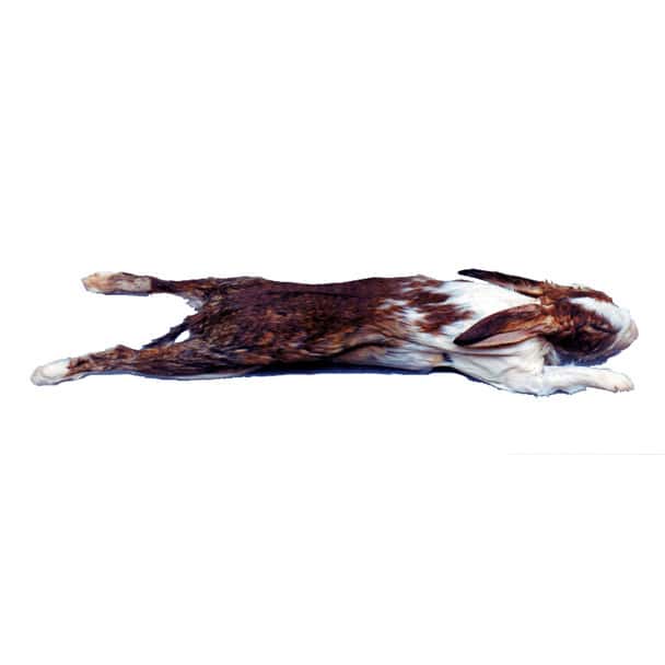 Anatomy Lab Rabbit Specimen, 14 or More Inches, Double Injection, Vacuum Packed, Preserved Rabbit Specimen for Dissection