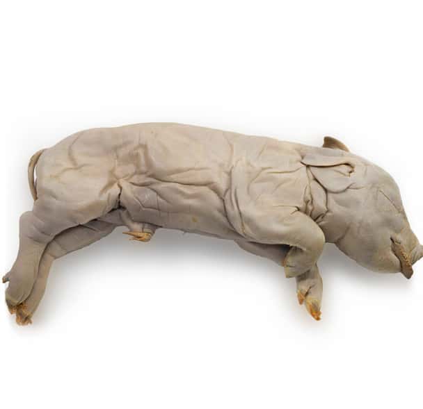 Anatomy Lab Fetal Pig Specimen, Vacuum Packed, Preserved Specimen for Dissection