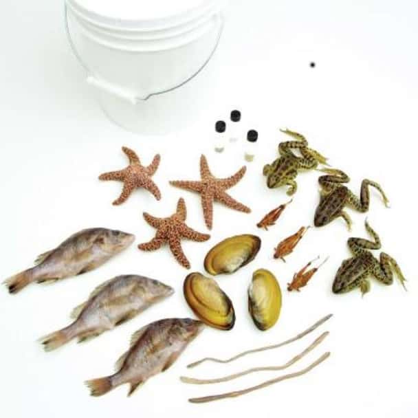 Anatomy Lab Class Pack of 9 Specimens, Pail of 10, Non-Mammal Preserved Specimens include Sponges, hydra, planaria, 7"-9" earthworms, 3"-4" clams, 5"-6" starfish, 3+" grasshoppers, 5"-7" perch & 3" grass frogs