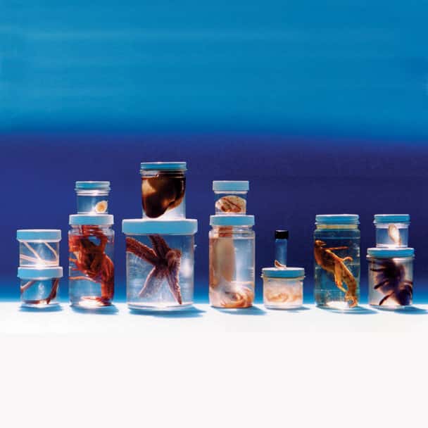Anatomy Lab Comparative Invertebrate Set of 13 Preserved Specimens for Dissection. Includes Sponge, Aurelia, Sheep Fluke (Parasite), Terebratella, Ascaris, Starfish, Earthworm, Clam, Squid, Crayfish, Tarantula, Grasshopper, Sea Squirt.