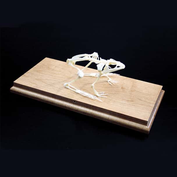 Anatomy Lab Bullfrog (Rana catesbeiana) Real Bone Articulated Skeleton, Mounted with Cover