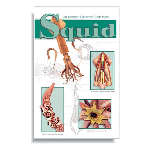 Anatomy Lab Squid Dissection Guide