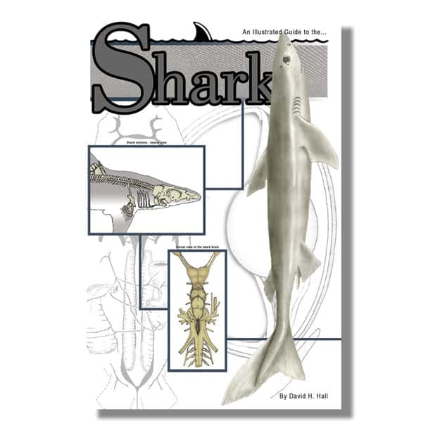 Anatomy Lab Shark Dissection Guide
