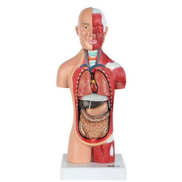 Axis Scientific 14-Part Micro Torso Anatomy Model