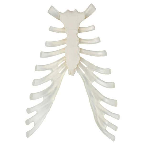 Axis Scientific Sternum Bone with Cartilage