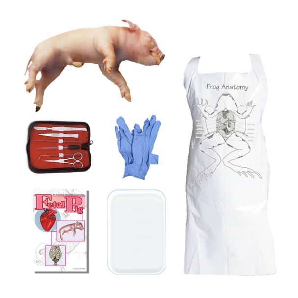 Fetal Pig Dissection Kit