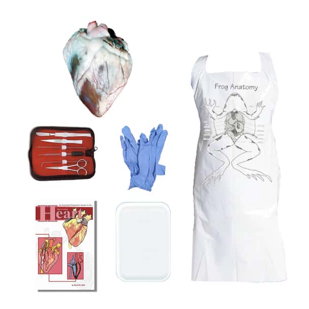 Sheep Heart Dissection Kit